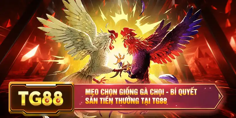 Mẹo Chọn Giống Gà Chọi - Bí Quyết Săn Tiền Thưởng Tại TG88